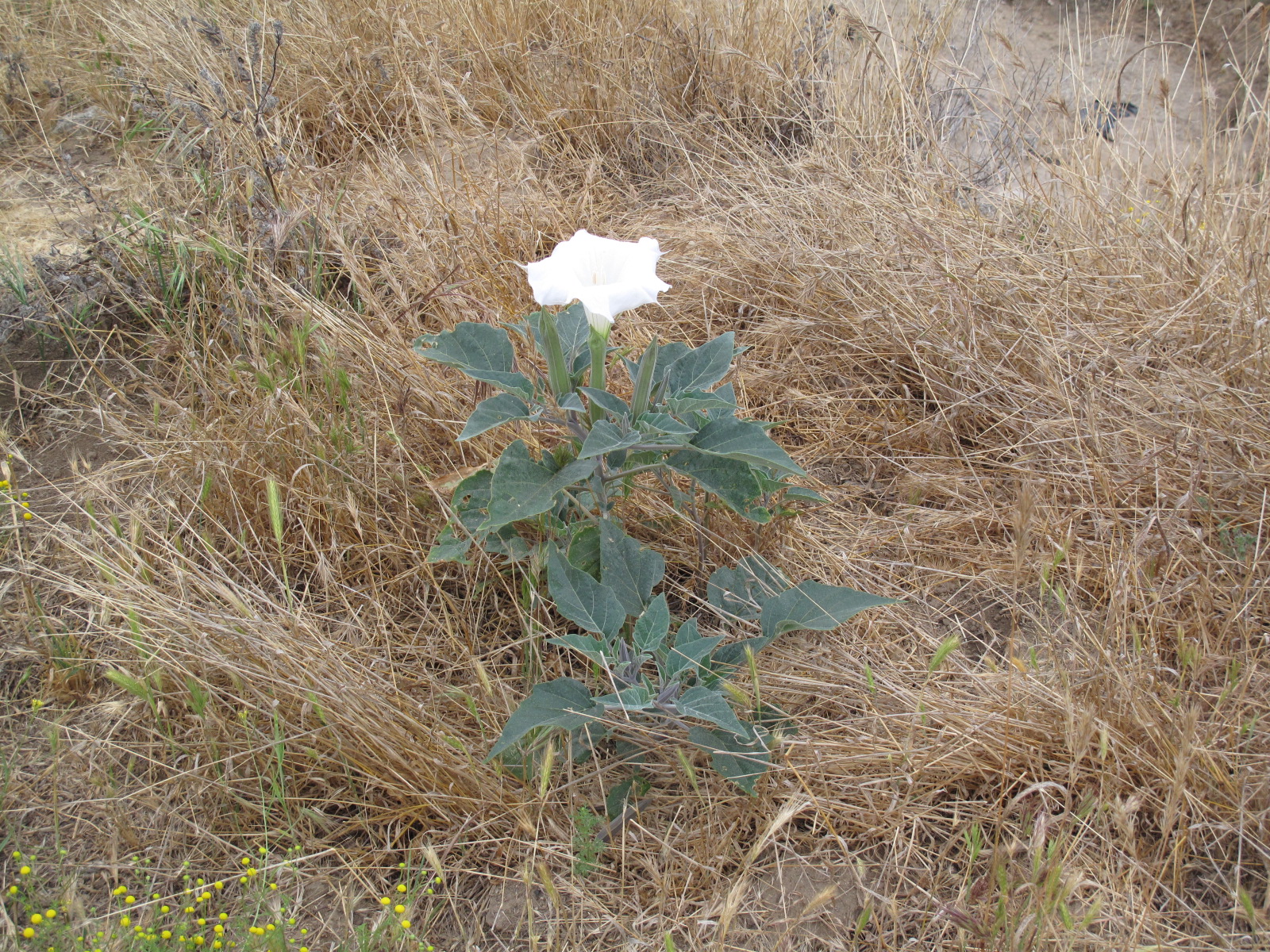 The OG Datura Plant